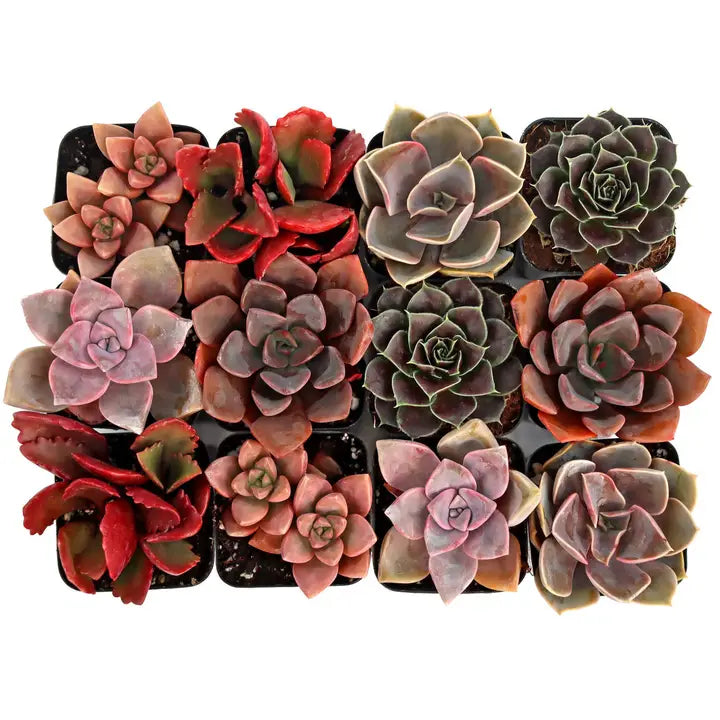 Cactus/ Succulent variety