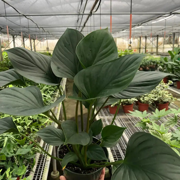 Homalomena 'Emerald Gem' 6" Pot