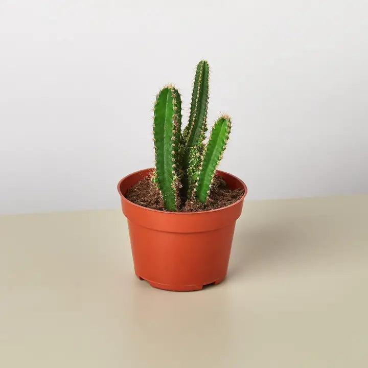 Fairy Castle Cactus 4" Pot