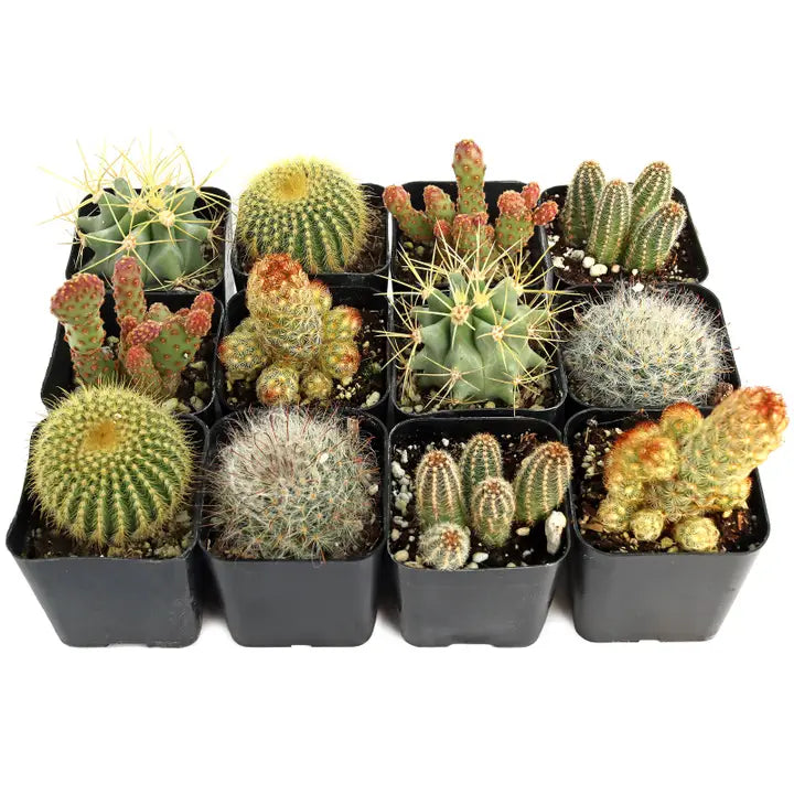 Cactus/ Succulent variety