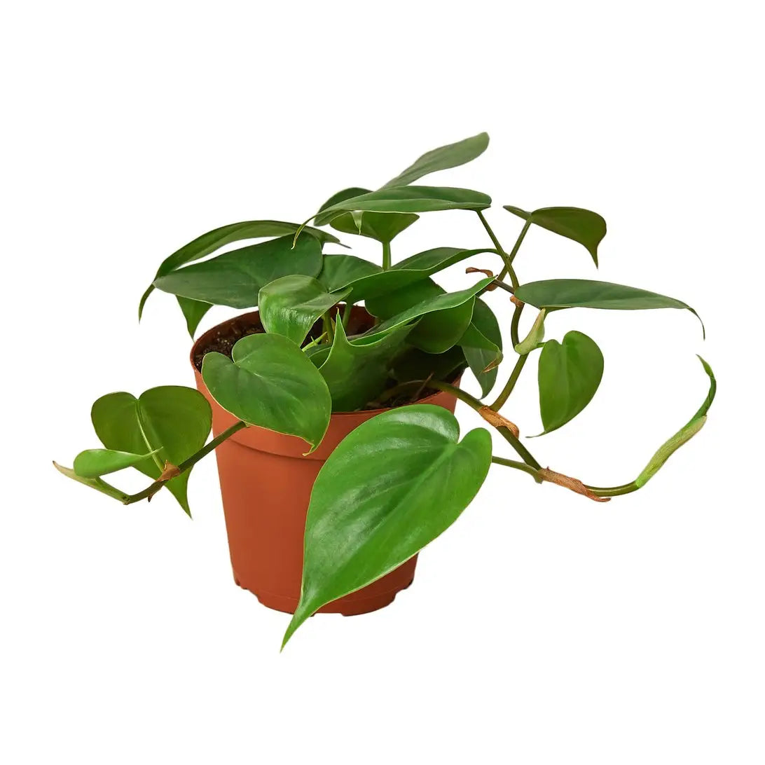 Philodendron Cordatum vine plant