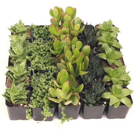 Cactus/ Succulent variety