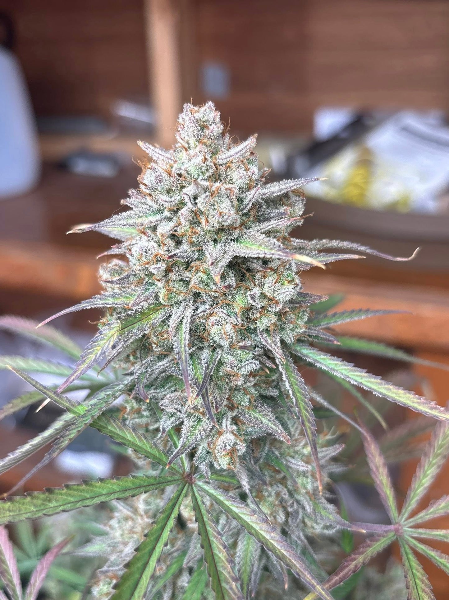 Gorilla Whiskey Auto 10 Pack