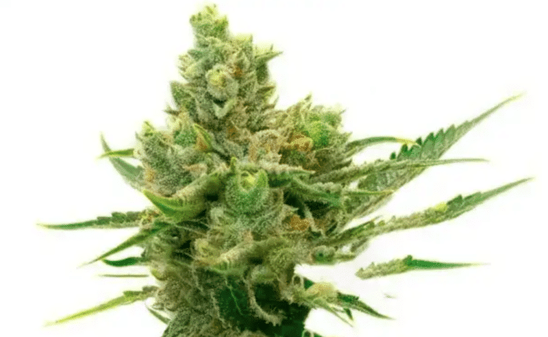 Sour Diesel Auto 3 Pack