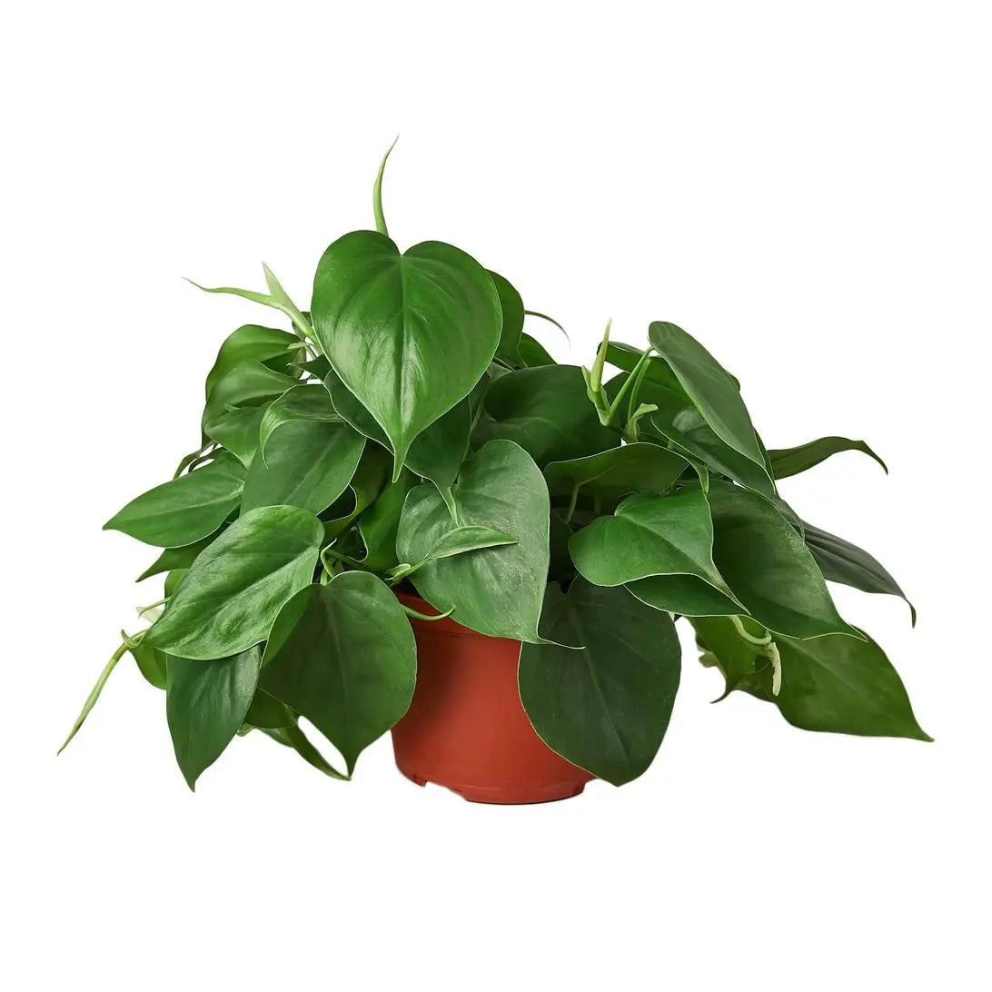 Philodendron Cordatum vine plant