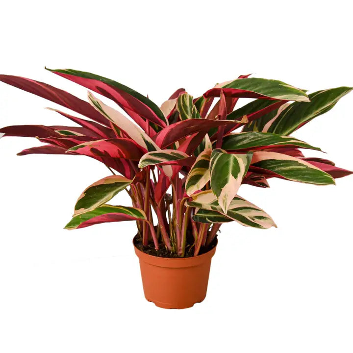 Stromanthe Triostar 6" Pot