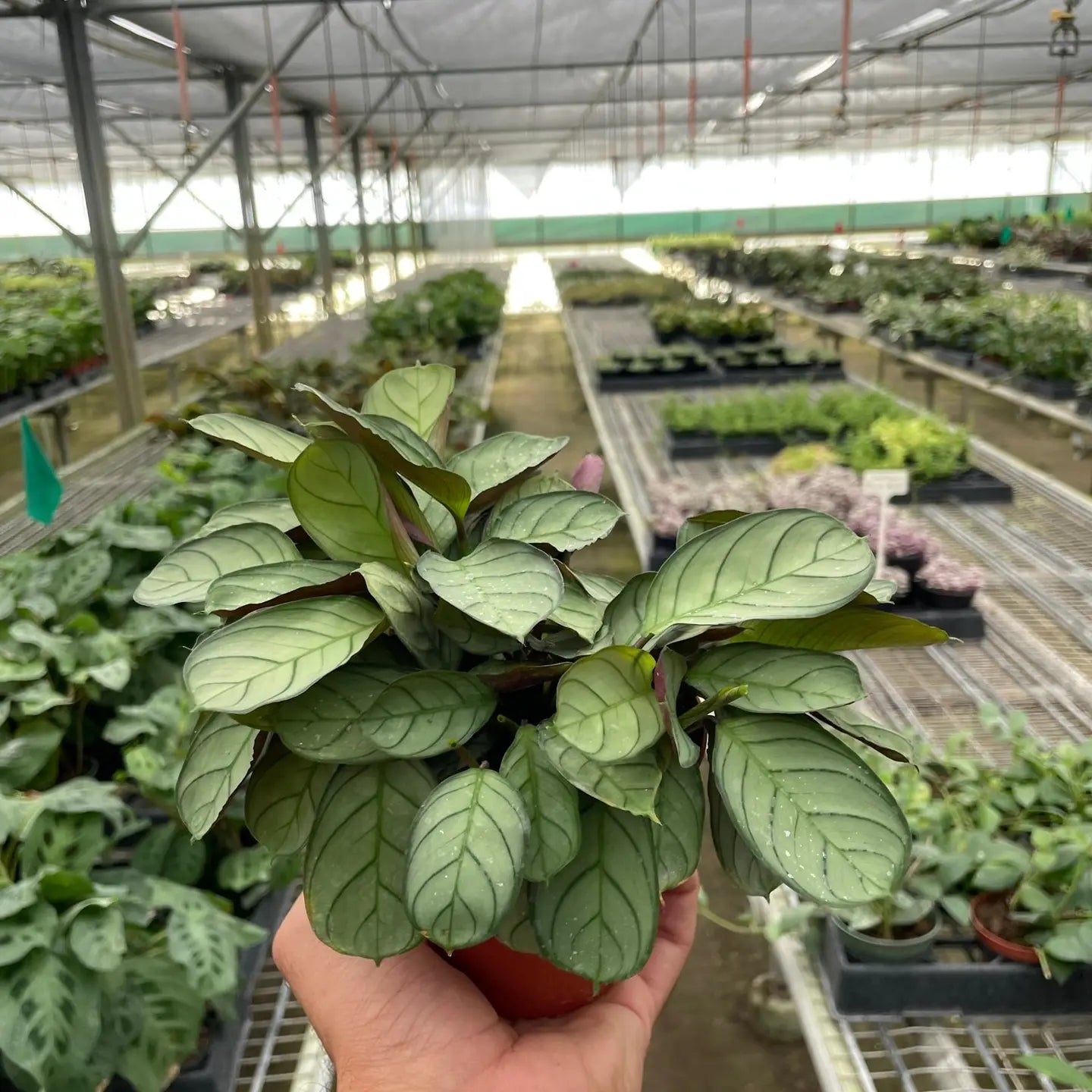 Never Never Plant or Fishbone Prayer Plant