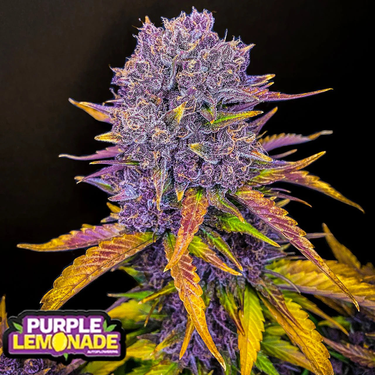 Purple Lemonade Auto - 3 pack