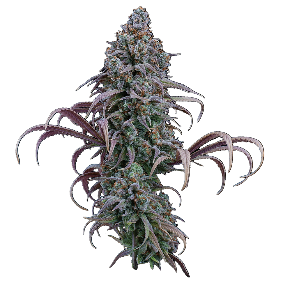 Sticky Soul