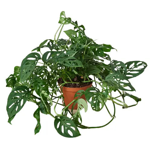 Swiss Cheese Monstera (big)