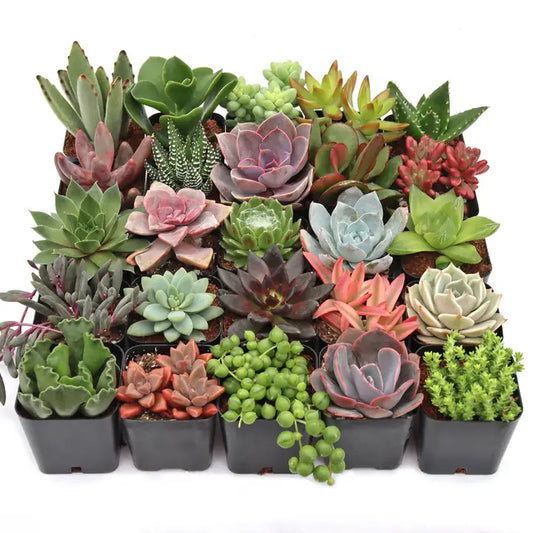 Cactus/ Succulent variety