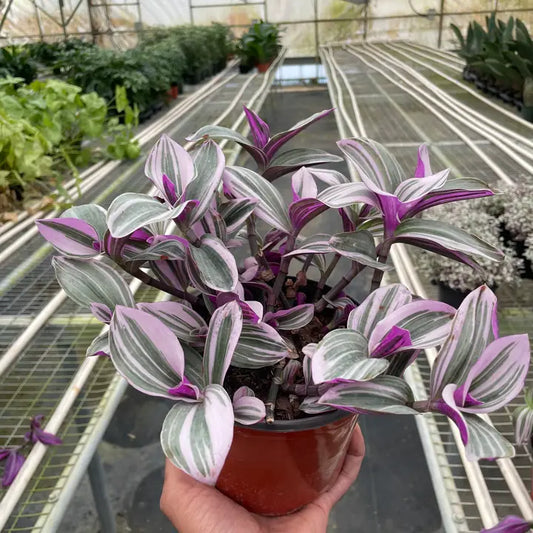 Tradescantia 'Nanouk' 6" Pot