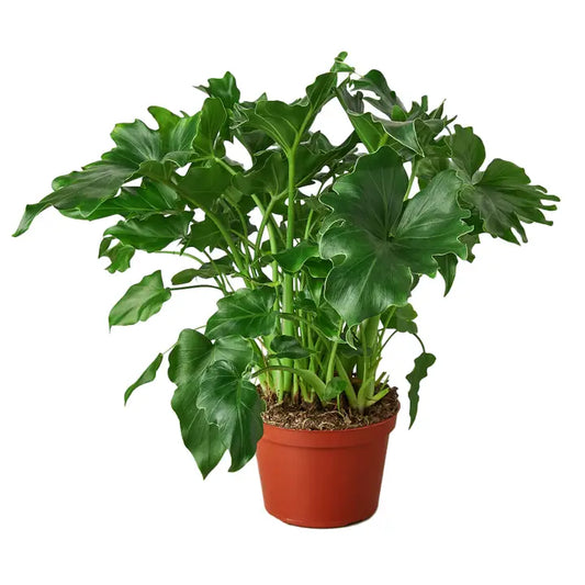 Philodendron 'Little Hope' 6" Pot