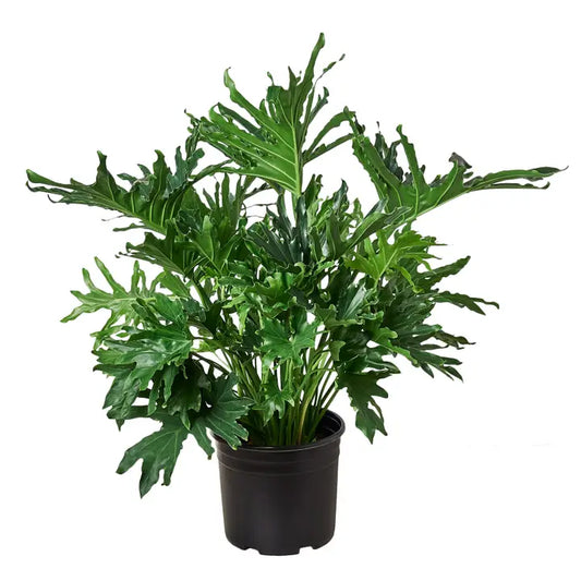 Philodendron 'Lickety Split' 8" Pot