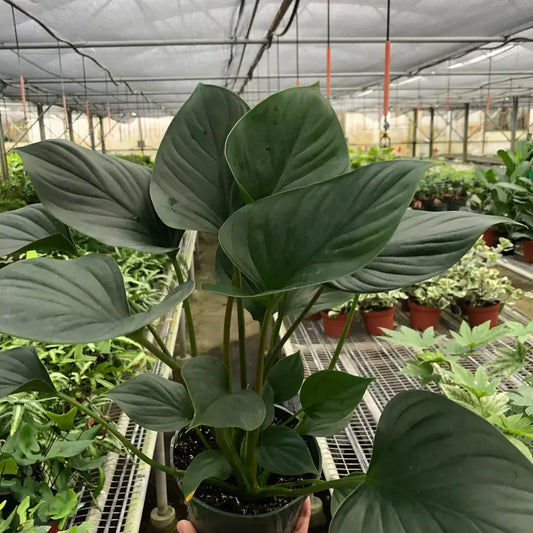 Homalomena 'Emerald Gem' 6" Pot