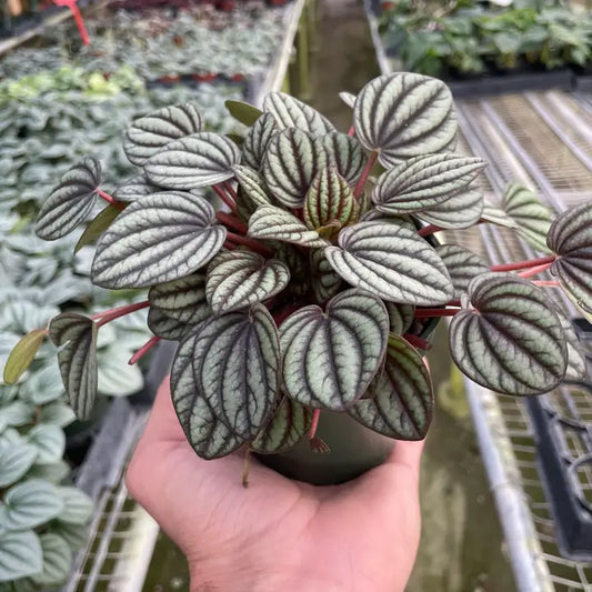 Peperomai 'Picollo Banda' 4" Pot