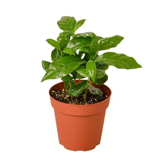 Arabica Coffee - 3' Pot