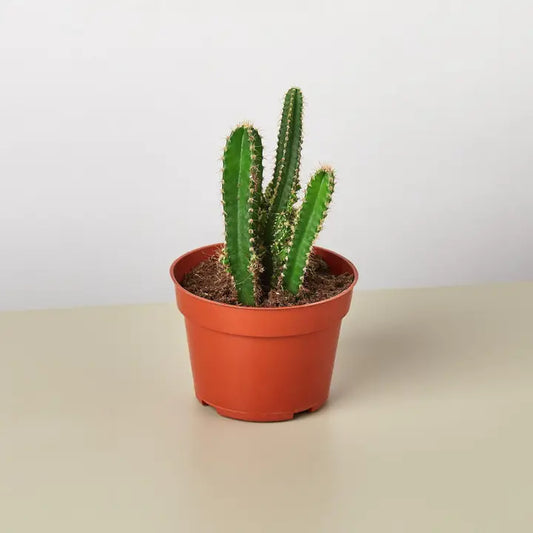 Fairy Castle Cactus 4" Pot