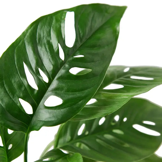 Swiss Cheese Monstera (small)