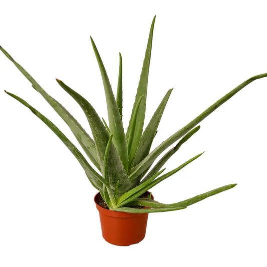 Aloe Vera 4" Pot