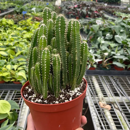 Fairy Castle Cactus 6" Pot