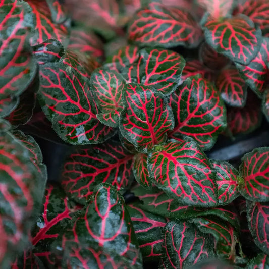 Fittonia Red 4" Pot