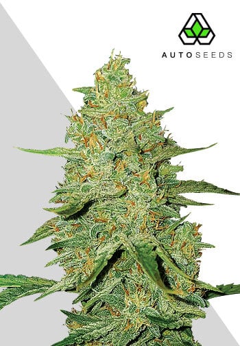 Acapulco Gold (F) - Cannabis Cup Winner! - 3 pack