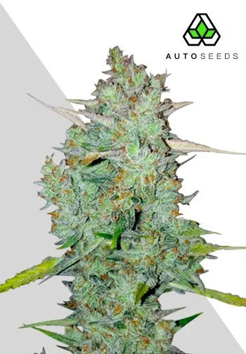 Northern Lights AUTO - 3 pack