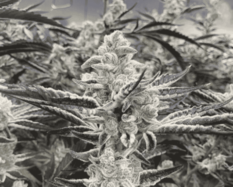 Platinum Kush Breath Remix 3pk