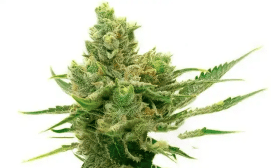 Sour Diesel Auto 3 Pack