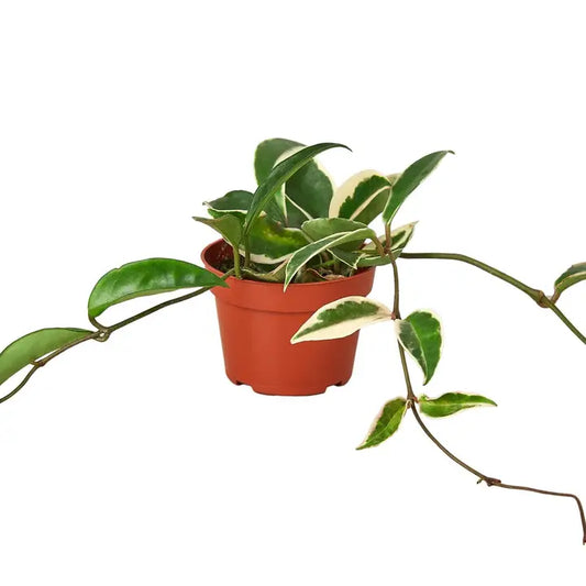 Hoya Carsona 'Tricolor' 4" Pot