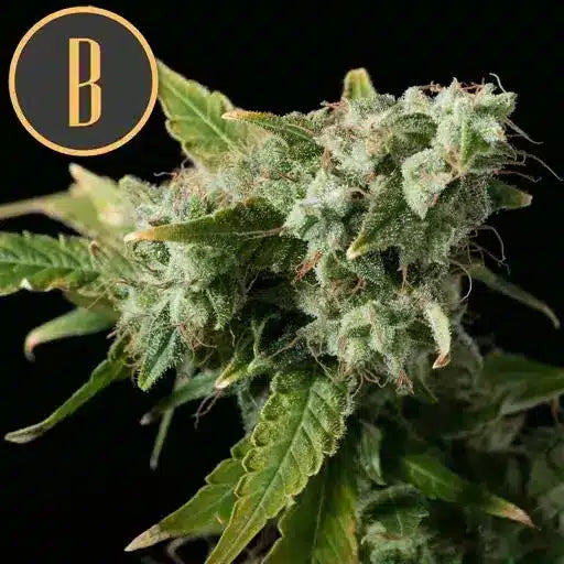 Blue Dream (F) - 3 pack