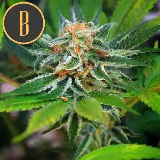 Green Crack (F) - 3 pack