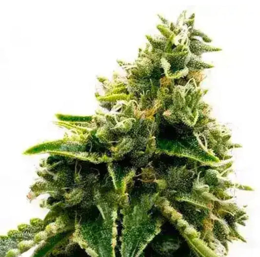 Alaskan Thunderfuck (F) - 3 pack