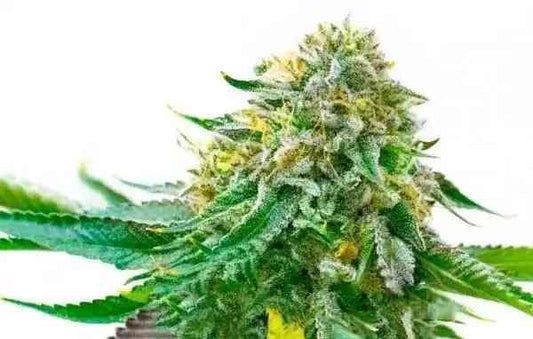 White Widow (F) - 3 pack