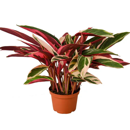 Stromanthe Triostar 6" Pot