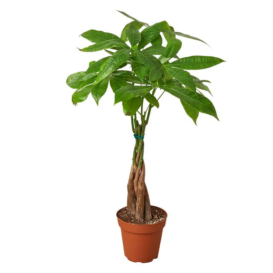 Money Tree "Guiana Chestnut" Pachira Braid- 4" Pot