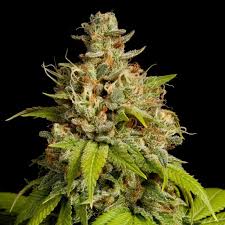 Durban Poison (F) - 3 pack