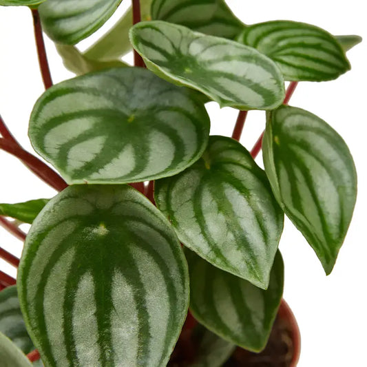 Peperomai Watermellon 4" Pot