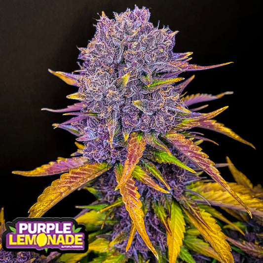 Purple Lemonade Auto - 3 pack