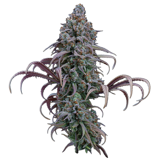 Sticky Soul